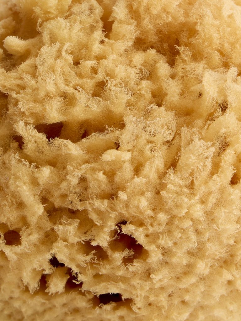 Natural soft sponge - For the body