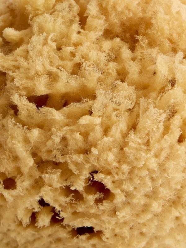 Natural soft sponge - For the body
